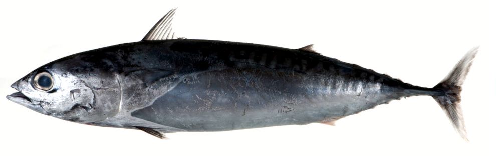 Auxis rochei rochei_05.jpg